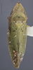 Habitus, dorsal view on Draeculacephala balli Van Duzee, 1915: Dorsal. (Observation).