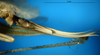 CollectionObject 1500362; d28f39ca-4588-4893-805b-8e3613cc81c0, DORSA BTgonoccHTF: female ovipositor (holotype). (CollectionObject).
