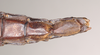 CollectionObject 1557072; NHMUK(SF IMPORT DUPLICATE) 845249, d89acbe1-ff80-426a-ad9f-56a614126646: copyright Natural History Museum, London. female: end of abdomen, ventral view of Anisomorpha paromalus (paralectotype). (CollectionObject).