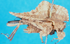 CollectionObject 1500870; d78773cb-a8eb-4289-bc24-5137aa6deab8: female, lateral view (holotype). (CollectionObject).
