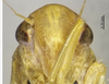 Head on Atkinsoniella punica Yang & Li, 2002: (Observation).