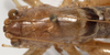 CollectionObject 1527102; 814e9713-87ad-4e5a-bb98-703880735bde: male pronotum, dorsal view (holotype). (CollectionObject).