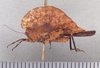 CollectionObject 1523000; a71228cf-16a3-440a-ba4f-f900e7f3707e: female, lateral view (holotype). (CollectionObject).