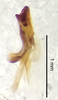 CollectionObject 1523768; 6efb9912-ebd8-47f3-b17d-bdcaa303a683: male genitalia, lateral view (holotype). (CollectionObject).