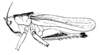 Eschatoceras dorsatus Redtenbacher, 1891: Pl. IV, Fig. 62 a. habitus (probably female, pronotum length 6.7 mm, tegmina 21.6 mm, ovipositor 11 mm). (Otu).