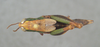 CollectionObject 2008362; 7f2a0e57-ba72-471d-b0c1-2d77eb39a6d3: green female, dorsal view. (CollectionObject).