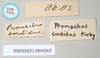 CollectionObject 1560273; 6ce14ac0-25f6-45dd-a0c7-f2e51e329f2b, NHMUK(SF IMPORT DUPLICATE) 844965: copyright Natural History Museum, London. female, data labels [rectangular label reversed] (holotype). (CollectionObject).