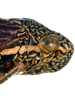 Head: Head and thorax in lateral view. Guatemala, Yepocapa, USNM. (Observation).