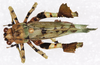 CollectionObject 1544489; UNCB ICN-MHN ORT 048968, 454e835f-202b-496a-a6f7-634259d1d6d1: female, dorsal view (allotype). (CollectionObject).