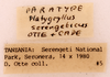 CollectionObject 1964889; 7f1a8e84-b6ba-42b1-84fd-99f2f7c2ec10: Female, labels (paratype). (CollectionObject).