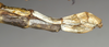 CollectionObject 1559882; e9eb9f79-804e-444a-ad77-ef25ec7d6b1c: copyright NMW, Vienna. female: end of abdomen, lateral view of synonym Monandroptera olivacea (paralectotype). (CollectionObject).;CollectionObject 1559883; a4be1547-f50d-453f-8d87-29a858ae0e83: copyright NMW, Vienna. female: end of abdomen, lateral view of synonym Monandroptera olivacea (paralectotype). (CollectionObject).