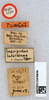 CollectionObject 1517730; 7502b21e-e844-4875-993b-65c53e9142a5: labels (holotype). (CollectionObject).