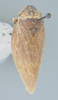 Habitus, dorsal view on Aphropsis gigantea Metcalf & Horton, 1934: (Observation).