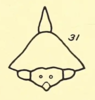 Head: !! display not done !! on Palonica tremulata (Ball, 1925): (Observation).