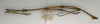 CollectionObject 1559475; NMW 532', 1c940f15-5a2b-46ac-8254-cc4ff3665319: copyright NMW, Vienna. male, lateral view of Dixippus jejunus (paralectotype). (CollectionObject).