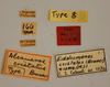 CollectionObject 1533405; a1f24750-c587-48fc-9f11-9872ac2730f9: labels (holotype). (CollectionObject).
