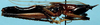 CollectionObject 1533094; 6f1bc6df-78fd-42dd-9794-6aab9f6e6353: male, lateral view (holotype). (CollectionObject).