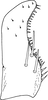 Subgenital plate, ventral view on Anufrievia zelta Dworakowska, 1977: Subgenital plate. (Observation).