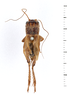 Gryllus (Gryllus) capitatus Saussure, 1874: Habitus. Dorsal view. Syntype. Male. Peru. 1acf84b8-b8e9-4f8d-b10f-6204ef24b709. (Otu).