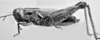 Dichroplus silveiraguidoi Liebermann, 1956: female, lateral view. (Otu).