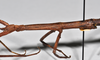 CollectionObject 1558585; NTUC 719, eb6f0012-b2b7-495b-835a-b789b0b39b78: copyright NTUC. female: head and thorax, lateral view (holotype). (CollectionObject).