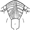 Nymph: (Observation).