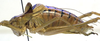 male, lateral view (holotype). Depicts CollectionObject 1506534; b1da3fa9-ad4a-476e-b7c9-9082acabf97d, a CollectionObject.