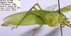 CollectionObject 1504151; 7e6322a1-d5b0-4b63-9cdf-ce044e1dedc5: male (holotype). (CollectionObject).