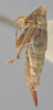 Habitus, lateral view on Athysanella (Gladionura) emarginata (Osborn, 1930): Lateral - Female. (Observation).