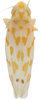 Habitus, dorsal view: Habitus (MSU collection). (Observation).