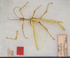 CollectionObject 1558903; USNM(SF IMPORT DUPLICATE) 7344, f81617a7-04b1-4829-b1c0-23797ac6c864: Copyright USNM, Washington. male, dorsal view (holotype). (CollectionObject).