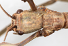 CollectionObject 1559026; NMW 779, 7e1847a0-cd7c-432d-9d71-6405e0886c23: copyright NMW, Vienna. female: head, dorsal view (syntype). (CollectionObject).