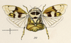 Habitus, dorsal view on Clastoptera semivitrea Fowler, 1898: (Observation).