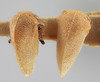 Habitus, dorsal view on Amastris templa Ball, 1933: (Observation).