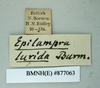 CollectionObject 1573263; 010e2afc-cd69-4cef-8db2-2dc05f435b6f: Copyright NHM, London. Data labels, male, non-type. (CollectionObject).