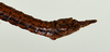 CollectionObject 1562221; 3d1b5623-a7f1-41dd-b5a8-6eb996f51715: copyright USNM, Washington. (CollectionObject).