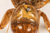 CollectionObject 1532484; d5bf0df3-3594-4eaf-923b-15ef81833a40: female, dorsal view (holotype). (CollectionObject).