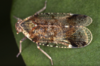 Live specimen: !! display not done !! on Cixius (Ceratocixius) cunicularia (Linnaeus, 1767): (Observation).