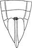 Ovipositor on Chelidinus cinerascens Emeljanov, 1962: Ovipositor. (Observation).