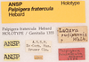 labels (holotype). Depicts CollectionObject 1523728; a48a064d-34ee-400c-9214-9879ff9f90fe, a CollectionObject.