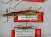 CollectionObject 1564045; cc8e551d-1ee9-4c29-97c7-5418f261e27a: female (paratype). (CollectionObject).;CollectionObject 1564046; 13c29edb-6430-4d08-951b-0e6cc08df320: female (paratype). (CollectionObject).