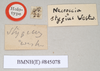 CollectionObject 1560553; NHMUK(SF IMPORT DUPLICATE) 845078, 5c9f004e-516a-4a68-a94d-23680c127390: copyright Natural History Museum, London. male, data labels [square label reversed] of Necroscia stygius (holotype). (CollectionObject).