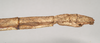 CollectionObject 1557422; NHMUK(SF IMPORT DUPLICATE) 844932, e94fdbb7-3471-47a7-b098-42da6785422b: copyright Natural History Museum, London. female: end of abdomen, lateral view (syntype). (CollectionObject).