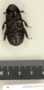 Panesthia quinquedentata Kirby, 1903: Copyright Natural History Museum, London. Lectotype (adult male) in BM(NH). Ventral view. (Otu).