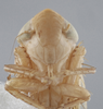 Head on Destria fumida (Sanders & DeLong, 1917): Head/Face. Male Immature. (Observation).