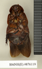 Ancaudellia marshallae Roth, 1977: Copyright Natural History Museum, London. Paratype (adult female) in BM(NH). Ventral view. (Otu).