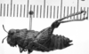 Pappacris patagonus (Saussure, 1884): Image Carbonell, C.S. female, lateral view (type). (Otu).