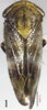 Habitus, dorsal view on Drabescus angulatus Signoret, 1880: (Observation).