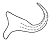 Aedeagus, lateral view on Paralimnus (Anthocallis) minor Kusnezov, 1929: (Observation).