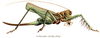 Cerberodon viridis Perty, 1832: female habitus. (Otu).
